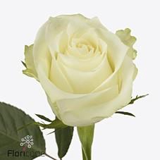 <h4>Rosa large albatros</h4>