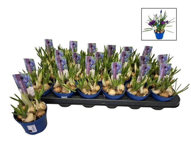 <h4>Bolbloemen   ...mix</h4>