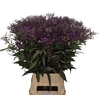 VERNONIA CRINITA XXL