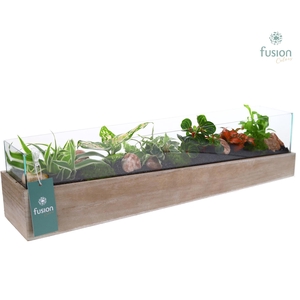 Aquarium Large met Trendy groene planten