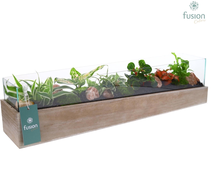 <h4>Aquarium Large met Trendy groene planten</h4>