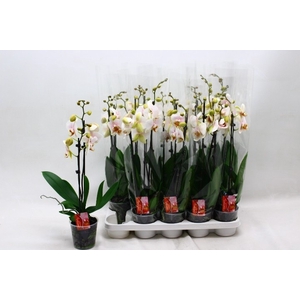 PHAL OV ROZE
