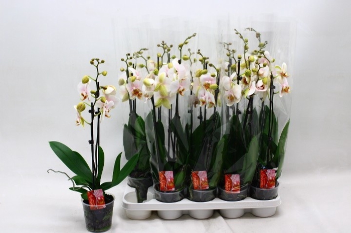<h4>PHAL OV ROZE</h4>