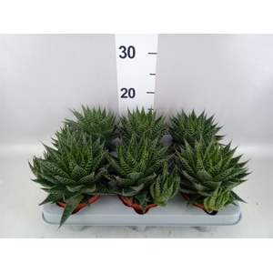 Gasteria