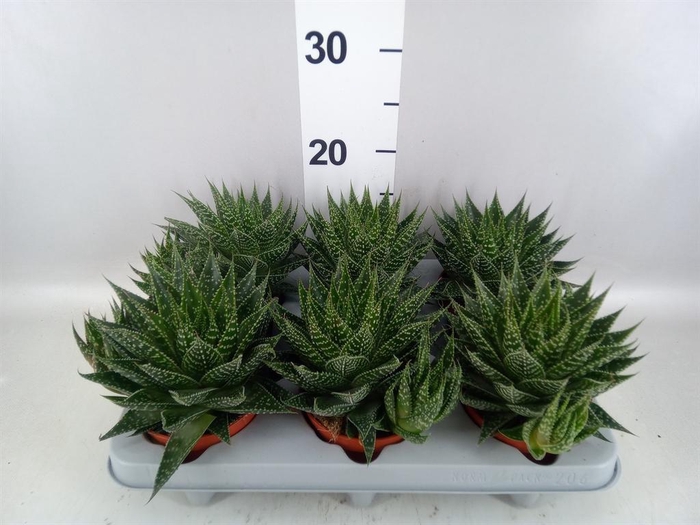 <h4>Gasteria</h4>
