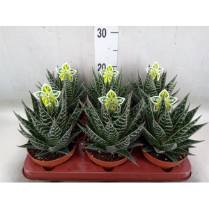 Aloe aristata 'Tiki Tahi'