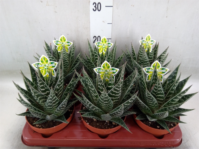 <h4>Aloe aristata 'Tiki Tahi'</h4>