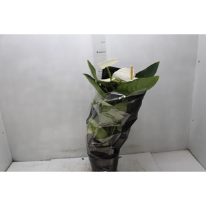 ANTHURIUM ALASKA P17 PREMIUM