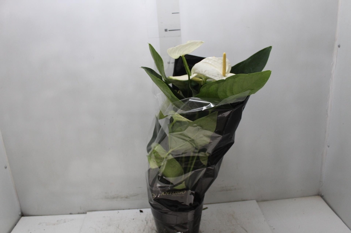 <h4>ANTHURIUM ALASKA P17 PREMIUM</h4>