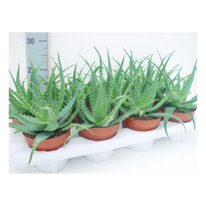 <h4>Aloe arborescens</h4>