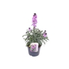Erysimum linifolium Bowles Mauve