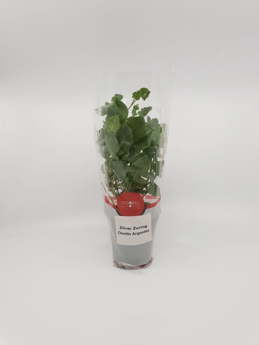 <h4>Zuring Zilver P9</h4>