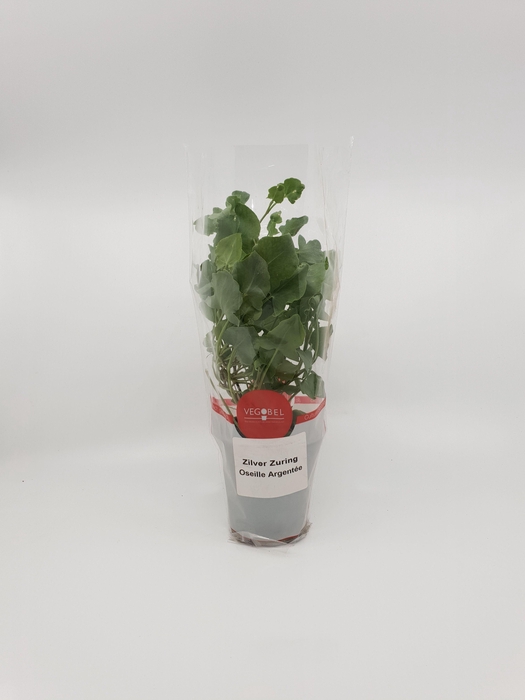 <h4>Zuring Zilver P9</h4>