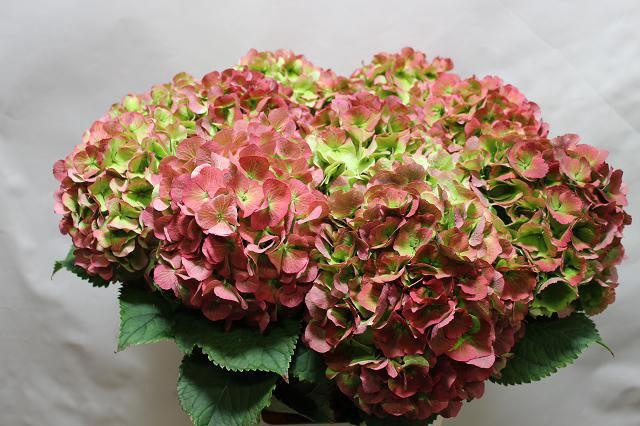 <h4>HYDR M CH VERENA CL</h4>