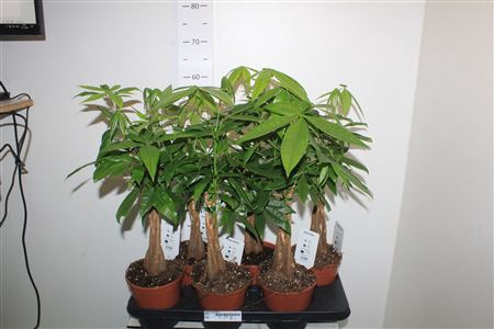 <h4>Pachira Aquatica</h4>