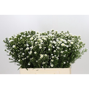 Aster Paquita