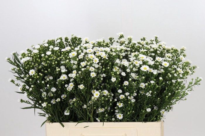 <h4>Aster Paquita</h4>