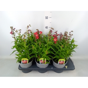 Penstemon   ...
