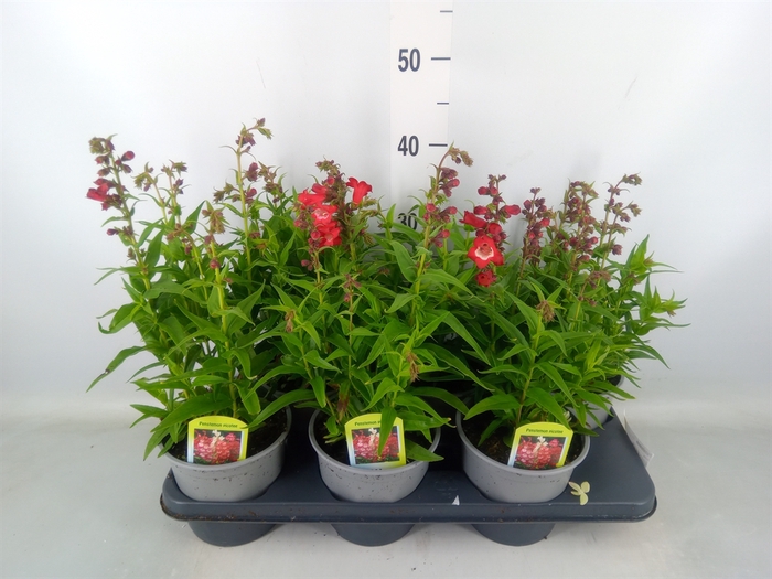 <h4>Penstemon   ...</h4>
