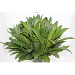 FOLHAGEM DRACENA POA