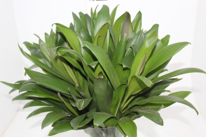 <h4>FOLHAGEM DRACENA POA</h4>