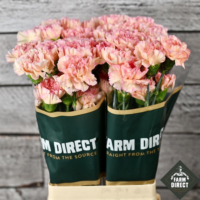 <h4>DI ST GIOIA</h4>