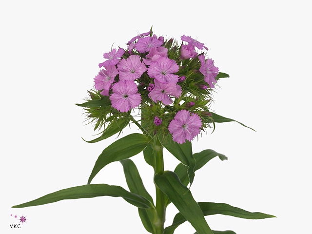 DI BARB B LILAC