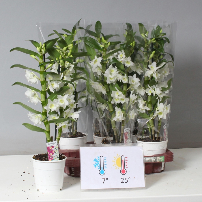 <h4>DENDR N SC APOLLON</h4>