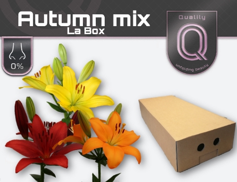 <h4>LI LA AUTUMN MIX LA BOX 4+</h4>