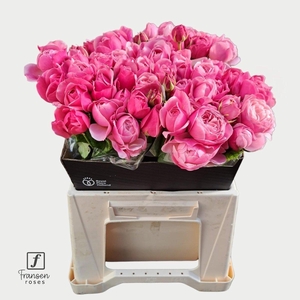 Rosa spray silva pink+