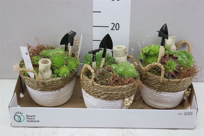 <h4>Arr Sempervivum In Mand</h4>