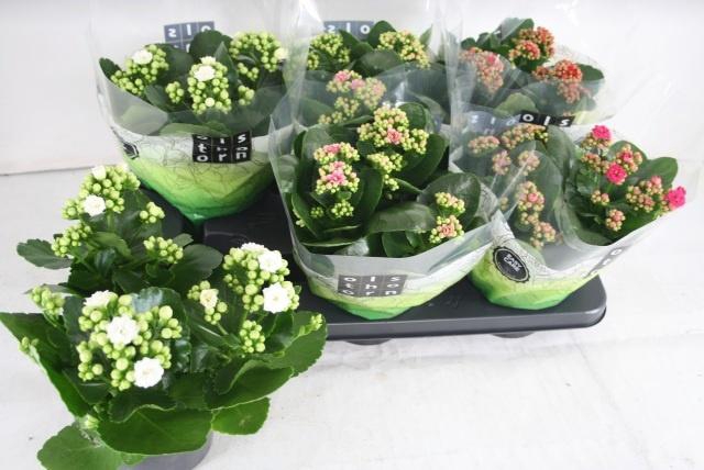 <h4>KAL GE GEM 4 KL</h4>