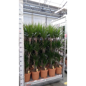 Dracaena marg.