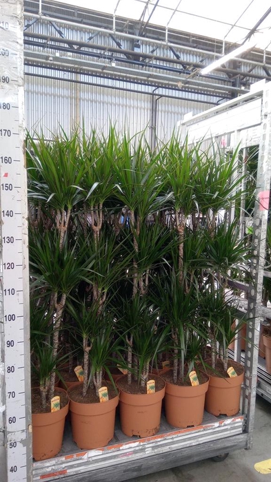 <h4>Dracaena marg.</h4>