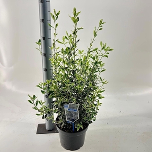 Euonymus japonicus Susan