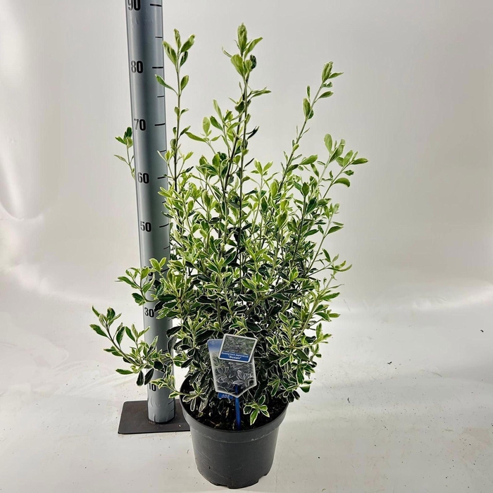 <h4>Euonymus japonicus Susan</h4>