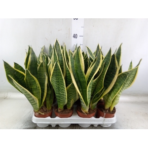 Sansevieria trifa. 'Futura Superba'