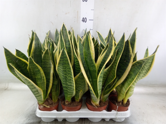 <h4>Sansevieria trifa. 'Futura Superba'</h4>
