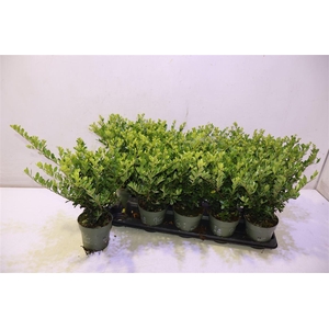 Ilex Crenata Jenny