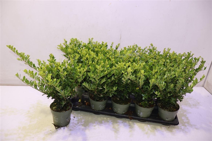 <h4>Ilex Crenata Jenny</h4>