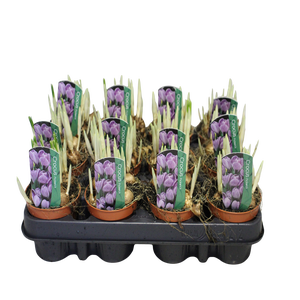 Bol op pot Crocus Pickwick (gestreept)