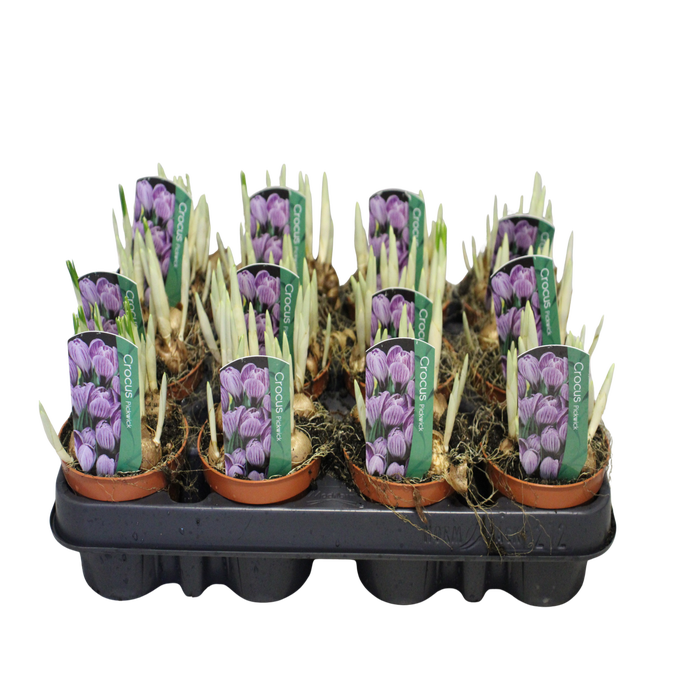 <h4>Bol op pot Crocus Pickwick (gestreept)</h4>
