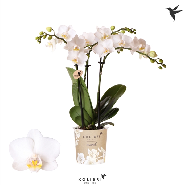 <h4>Kolibri Orchids Phalaenopsis FInland 3 spike</h4>