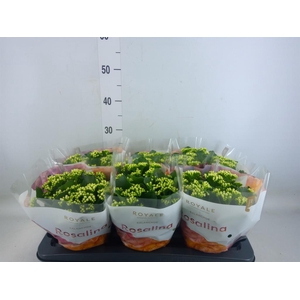 Kalanchoe blos. 'RosDon Dione'