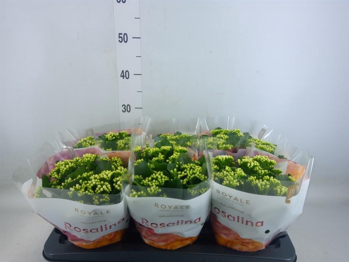 <h4>Kalanchoe blos. 'RosDon Dione'</h4>