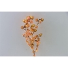 Dried Artz Bougainvillea Gaugain Bunch