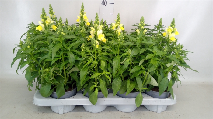 <h4>Antirrhinum  'Dragon Yellow'</h4>