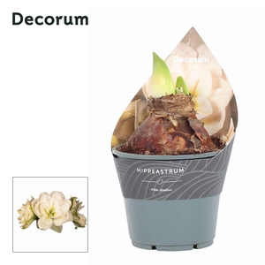 Amaryllis White Amadeus 2 Knop EXTRA OP (Decorum)