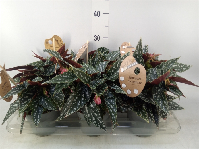 <h4>Begonia BD mac. 'Spotlight Green'</h4>