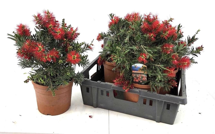 <h4>CALLIS CI SPLENDENS</h4>